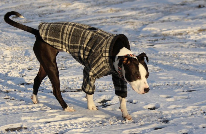 can dogs walk in snow